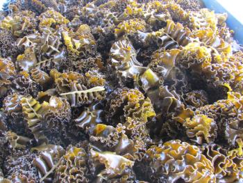 メカブ漁 メカブ漁