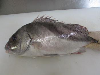 コーコ鯛 コーコ鯛