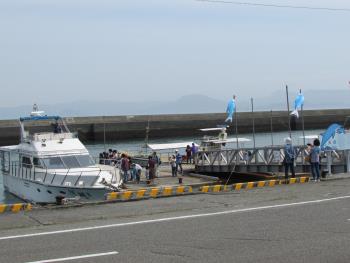 イルカウォッチング イルカウォッチング