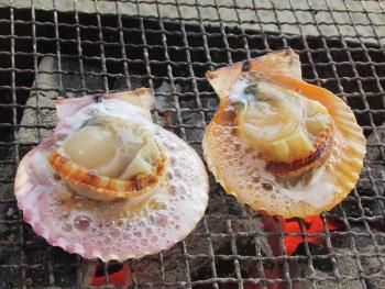 ヒオウギ貝 ヒオウギ貝