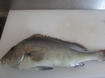 コーコ鯛 コーコ鯛