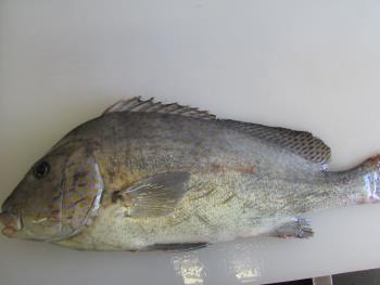 コーコ鯛 コーコ鯛