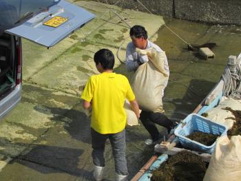 ヒジキ収穫 ヒジキ収穫