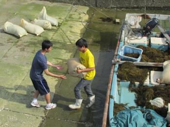 ヒジキ収穫 ヒジキ収穫