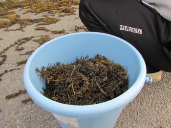 ヒジキ収穫 ヒジキ収穫