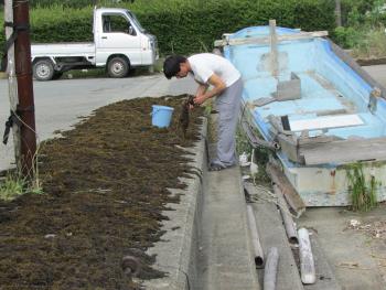 ヒジキ収穫 ヒジキ収穫