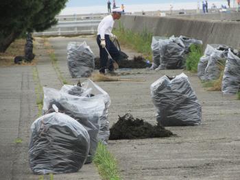 ヒジキ収穫 ヒジキ収穫