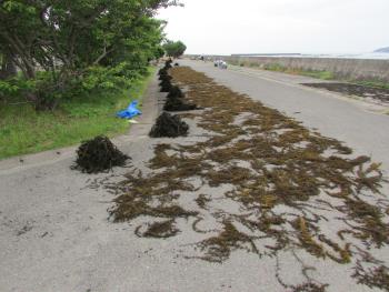 ヒジキ収穫 ヒジキ収穫