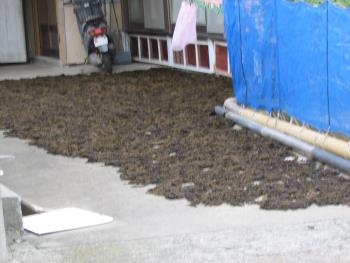 ヒジキ収穫 ヒジキ収穫