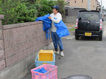 ヒジキ収穫 ヒジキ収穫