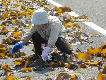 かじめ干し かじめ干し