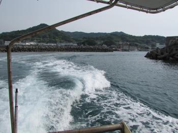 イルカウォッチング イルカウォッチング