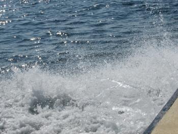 イルカウォッチング イルカウォッチング