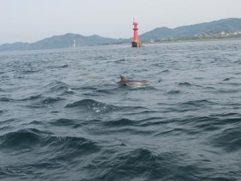 イルカウォッチング イルカウォッチング