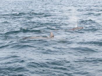 イルカウォッチング イルカウォッチング