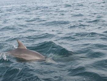 イルカウォッチング イルカウォッチング