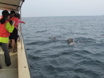 イルカウォッチング イルカウォッチング