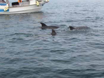 イルカウォッチング イルカウォッチング