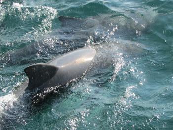 イルカウォッチング イルカウォッチング