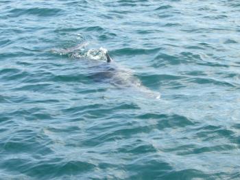 イルカウォッチング イルカウォッチング