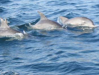 イルカウォッチング イルカウォッチング