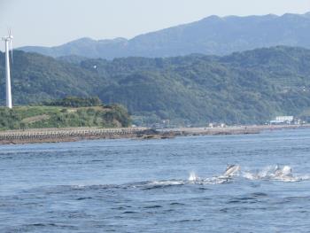 イルカウォッチング イルカウォッチング