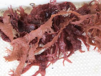 ウバとさか ウバとさか