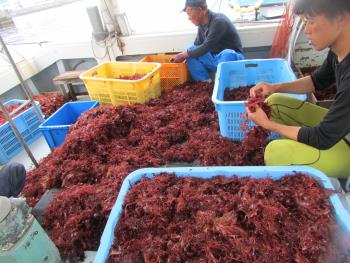 トサカ漁 トサカ漁