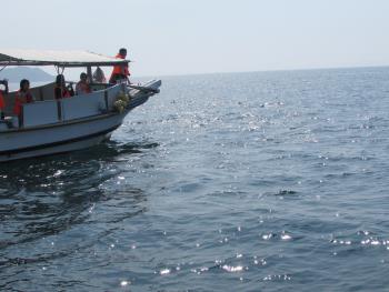 イルカウォッチング イルカウォッチング