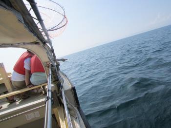 イルカウォッチング イルカウォッチング