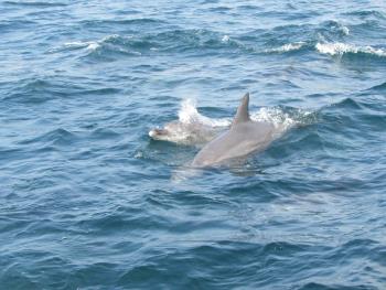 イルカウォッチング イルカウォッチング