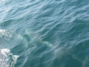 イルカウォッチング イルカウォッチング