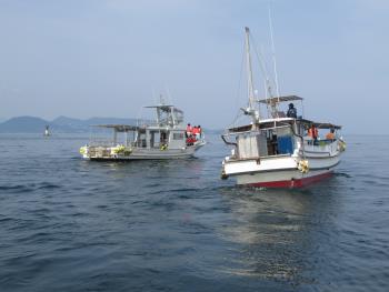 イルカウォッチング イルカウォッチング