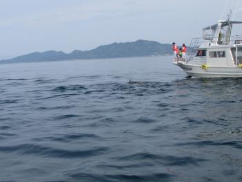 イルカウォッチング イルカウォッチング