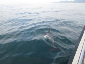 イルカウォッチング イルカウォッチング
