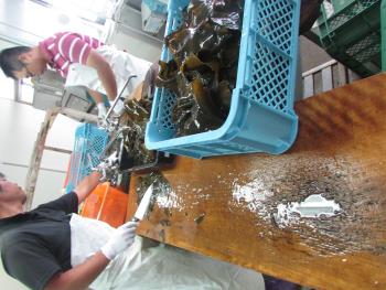 クロメ作業 クロメ作業