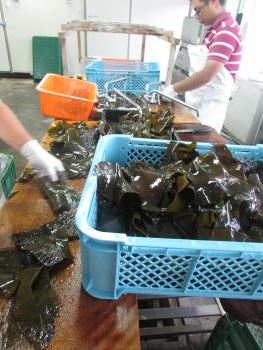 クロメ作業 クロメ作業