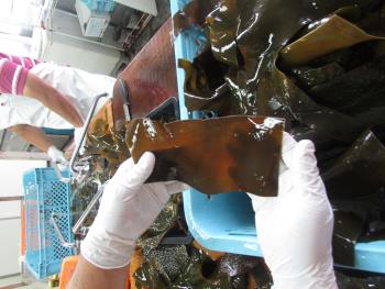 クロメ作業 クロメ作業