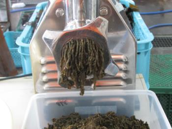 クロメ作業 クロメ作業