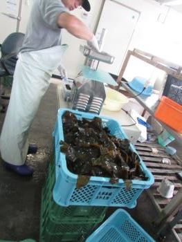 クロメ作業 クロメ作業