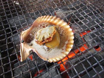 ヒオウギ貝 ヒオウギ貝