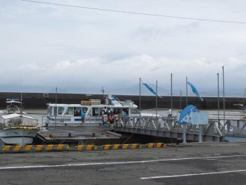 イルカウォッチング イルカウォッチング