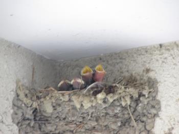 イラスト イラスト