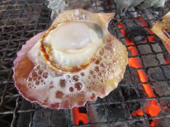 ヒオウギ貝 ヒオウギ貝